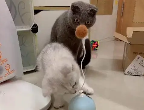 宠主买了自动逗猫棒，看到蓝猫的反应，忍不住笑出声