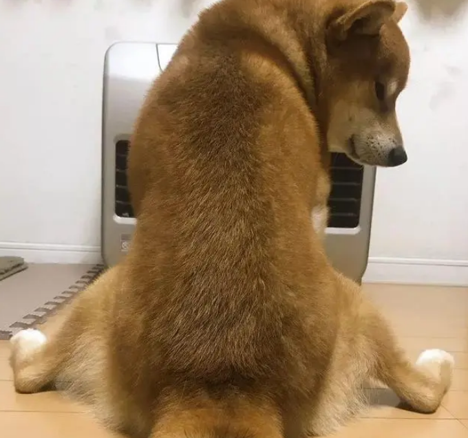 真绝情！一到冬天狗狗就跟小主人抢暖炉，柴犬：暖气面前无亲情