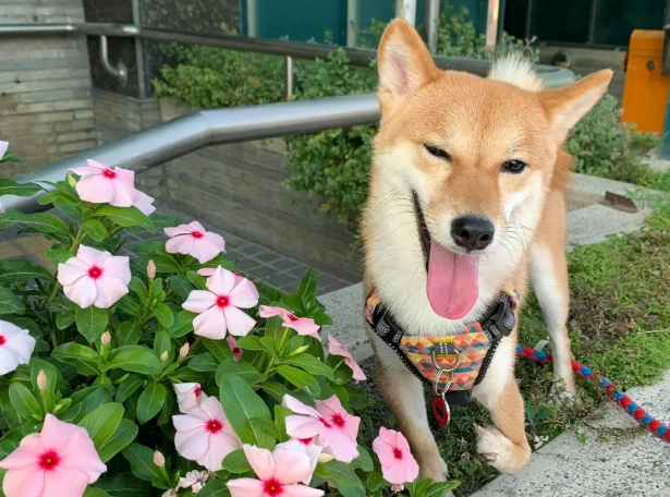 三脚柴犬害怕上楼,听到钢琴声它竟努力爬楼,原来是为了... 三脚柴犬害怕上楼,听到钢琴声它竟努力爬楼,原来是为了...