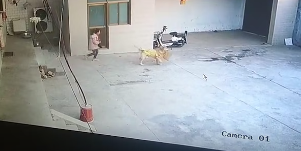 “老师，说出来你可能不信，我的书包被狗抢走了......”