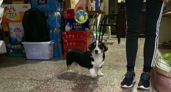 柯基小小年纪就“打工”,它替主人在店里巡视,保证不被偷 柯基小小年纪就“打工”,它替主人在店里巡视,保证不被偷