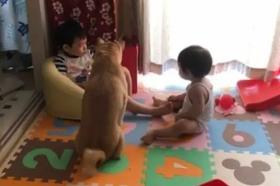 柴犬不见了,妈妈帮孩子盖被发现中间有个毛茸茸的身影,真温馨 柴犬不见了,妈妈帮孩子盖被发现中间有个毛茸茸的身影,真温馨