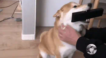 柴犬从小跟主人睡，成年了还当自己是小狗，结果女主悲剧了 