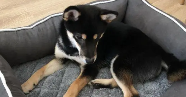 柴犬不喜欢让主人抱着,它觉得自己的窝非常舒服 柴犬不喜欢让主人抱着,它觉得自己的窝非常舒服