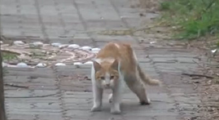 狸花猫先是充当着残疾橘猫的守护神，后被好心人出手相救，真暖