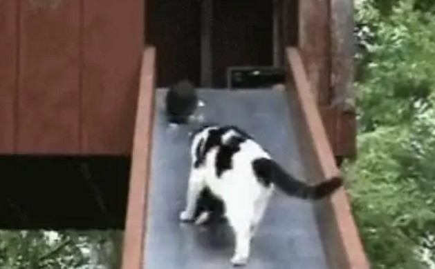 猫妈妈在这里捡了一下午的孩子，76只是什么概念了解一下