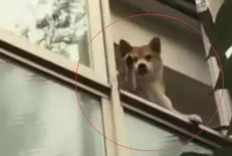 柴犬每天目送主人还做拜拜,主人:我可能是养了一只妖怪吧 柴犬每天目送主人还做拜拜,主人:我可能是养了一只妖怪吧