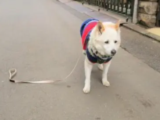 带柴柴出门散步牵绳不小心掉了，一回头心碎的眼神让主人笑翻