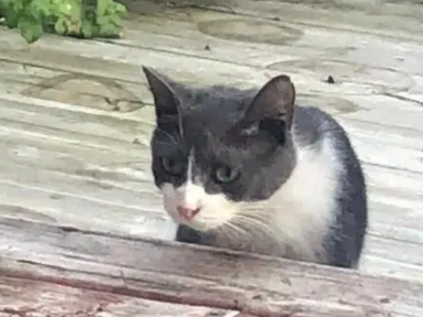 流浪猫怀孕,为孩子找了铲屎官,考察期过后主动进入诱捕笼 流浪猫怀孕,为孩子找了铲屎官,考察期过后主动进入诱捕笼