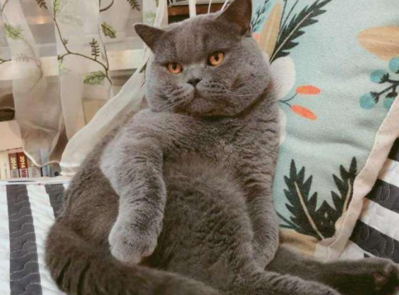 猫打针时特淡定，回家后主人放心不下，偷偷观察后，忍不住笑场