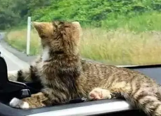 宠主下车“抽烟”,却被一只小流浪猫赖上,无奈把它带回家 宠主下车“抽烟”,却被一只小流浪猫赖上,无奈把它带回家