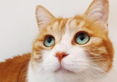 橙猫剃毛后的肥胖身影，火遍朋友圈和抖音，怎么为猫咪控制体重？