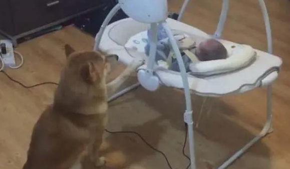 柴犬陪着小主人在家看动画片，主人特意的拍下了这一幕，暖哭了！