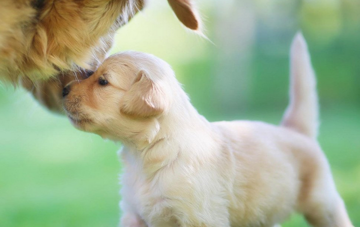 养犬条例正式实施，记者接连两日街头打探