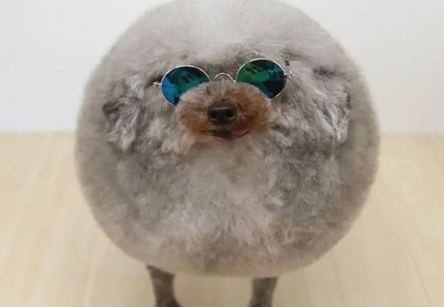 泰迪狗天生畸形被路人嘲笑,主人专门为它设计新造型 泰迪狗天生畸形被路人嘲笑,主人专门为它设计新造型