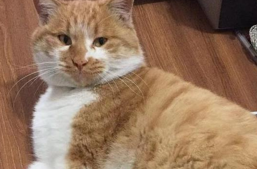 流浪橘猫每天按时来公司报道吃便当，胖成这样的流浪猫还是头回见