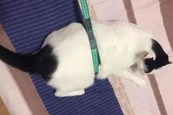 门口发现流浪小猫，老板娘说服丈夫收养，3年后长成“猫猪”