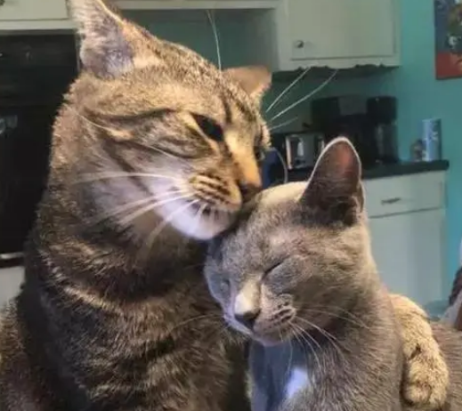 家猫排斥其他猫,在遇到一只流浪猫后,性情“大变” 家猫排斥其他猫,在遇到一只流浪猫后,性情“大变”
