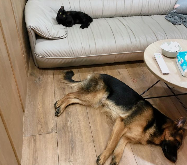 把猫和德牧养在一起，难道不会被欺负吗？会啊，狗都快秃了...