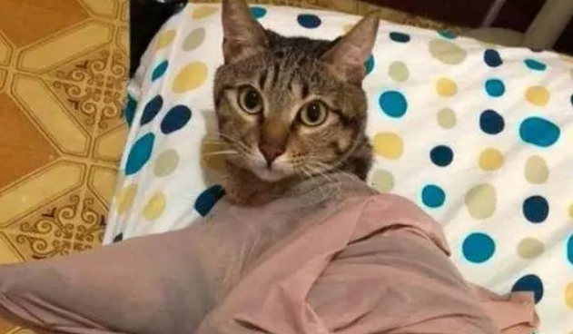 铲屎官刚回到家，就听到猫咪的求救声