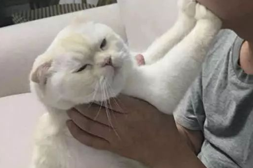 亲测猫咪会不会偷听主人说话，尤其说它坏话，结果笑到肺疼！