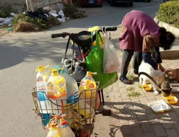 感动无数人“救猫阿姨"累倒了，一起救救这群可怜的毛孩子~