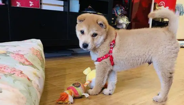 家里有人时柴犬可以自由玩耍,若无人它只能被关在笼子里面 家里有人时柴犬可以自由玩耍,若无人它只能被关在笼子里面