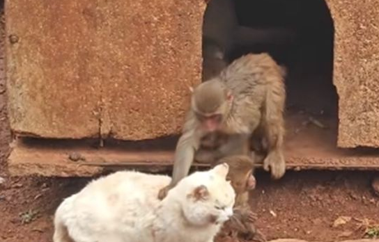 闹大了!“猴猫共处事件”后续,央媒发声了 闹大了!“猴猫共处事件”后续,央媒发声了