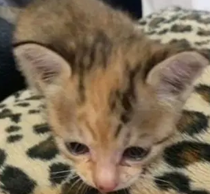爱猫去世不久，主人就收编了一只小猫，看到鼻子上的胎记感动泪奔
