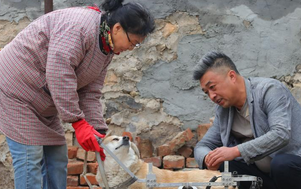 他帮上万只残疾宠物重拾奔跑自由 他帮上万只残疾宠物重拾奔跑自由