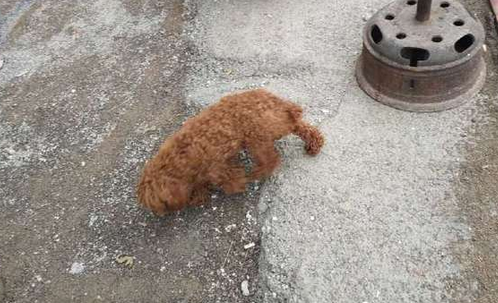 熟食店老板收养流浪泰迪犬,每天给泰迪喂肘子吃!画面很感人 熟食店老板收养流浪泰迪犬,每天给泰迪喂肘子吃!画面很感人