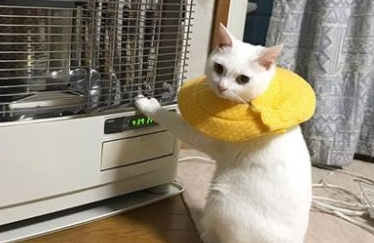 猫咪把爪子搭在电暖器上,发现温度不对回头瞪主人 猫咪把爪子搭在电暖器上,发现温度不对回头瞪主人