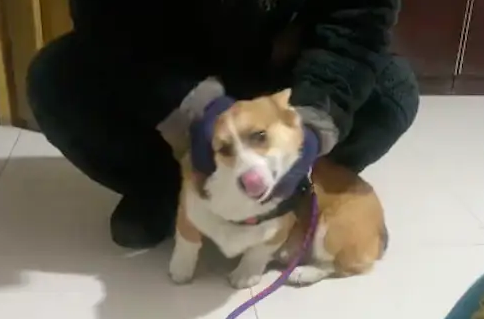 两名男孩偷走柯基后,卖给狗肉车落入狗贩子手里,女生及时赎回来 两名男孩偷走柯基后,卖给狗肉车落入狗贩子手里,女生及时赎回来