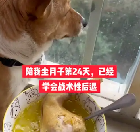 坐月子天天给狗喂鸡汤,结果20天后它都反胃了,一看鸡汤就后退! 坐月子天天给狗喂鸡汤,结果20天后它都反胃了,一看鸡汤就后退!