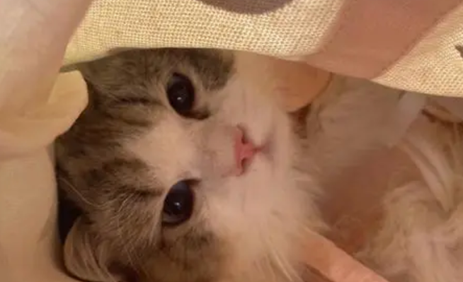 被萌化了,猫咪缠着宝宝要听睡前故事,宝宝就拿着书一本正经的念 被萌化了,猫咪缠着宝宝要听睡前故事,宝宝就拿着书一本正经的念