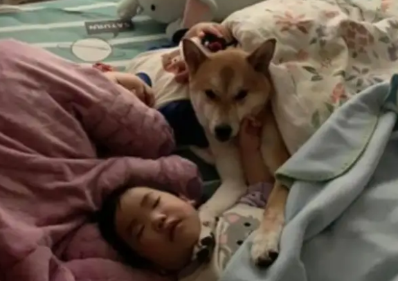 柴犬不见了,妈妈帮孩子盖被发现中间有个毛茸茸的身影,真温馨 柴犬不见了,妈妈帮孩子盖被发现中间有个毛茸茸的身影,真温馨