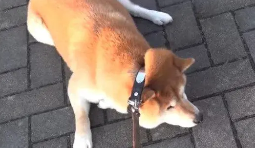 一只9岁的柴犬散步回来后，主人快要被它气哭了