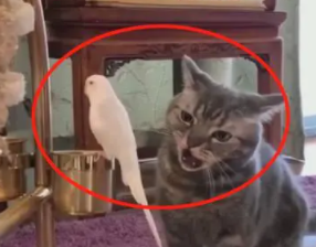 猫咪终于对鹦鹉“下手”了，鸟：天天生命受威胁，我头都秃了