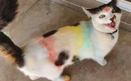猫咪出门后变成“彩虹猫”,原以为被人虐待,细看后笑不出来 猫咪出门后变成“彩虹猫”,原以为被人虐待,细看后笑不出来