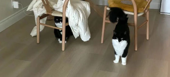 铲屎官审讯是谁拆的家,其中一只猫躲在椅子下逃避现实...这属于主动自首了? 铲屎官审讯是谁拆的家,其中一只猫躲在椅子下逃避现实...这属于主动自首了?