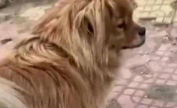 16年辽宁大爷患癌去世，忠犬大黄拒绝被收养，在原地等候主人５年
