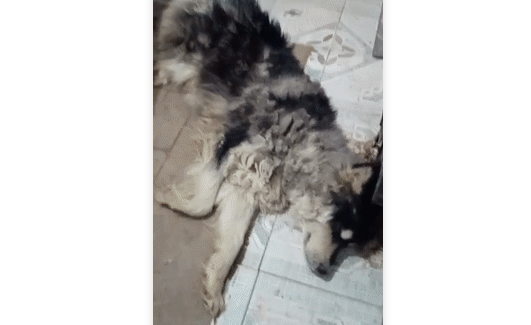 纯种阿拉斯加被铁链困在屎尿中，他说：“不养了，打算卖给狗肉馆子。”