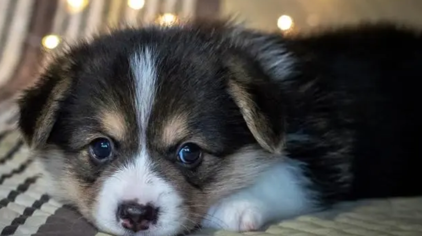 狂犬病只有狗狗能得吗?一文给你答案! 狂犬病只有狗狗能得吗?一文给你答案!
