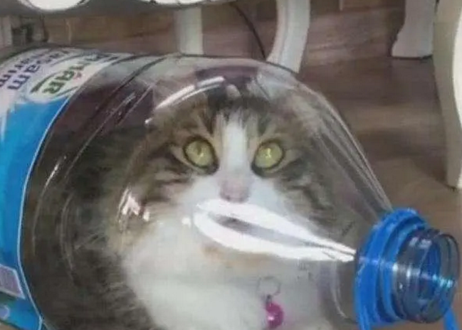 主人用水杯给猫咪喂水时，发生这样一幕，网友：猫和老鼠诚不欺我