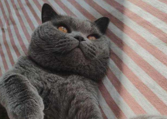 猫打针时特淡定，回家后主人放心不下，偷偷观察后，忍不住笑场