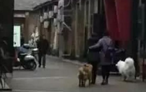 金毛因太胖被主人送去安乐死，医生果断拒绝：你不养，我来养！