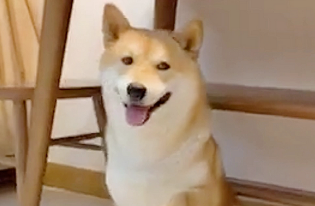柴犬贪吃踩到粘鼠板，为了蒙混过关，它表现得非常淡定