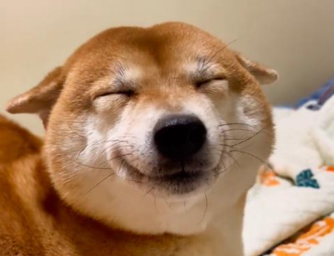 主人质问柴犬有没有偷吃宵夜,它一脸谄媚的笑容,直接暴露了! 主人质问柴犬有没有偷吃宵夜,它一脸谄媚的笑容,直接暴露了!