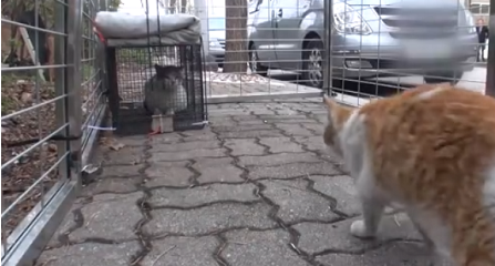 狸花猫先是充当着残疾橘猫的守护神，后被好心人出手相救，真暖
