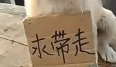 小土狗在街头求带走,结果半天都没人要,狗狗都要哭了 小土狗在街头求带走,结果半天都没人要,狗狗都要哭了